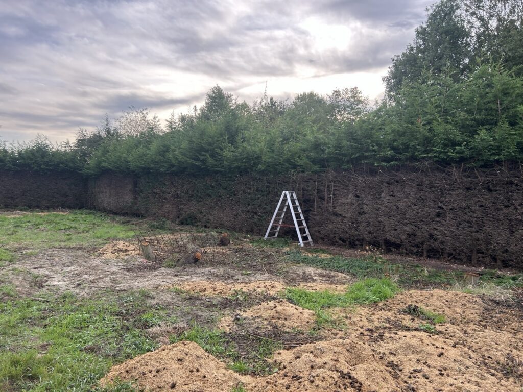 Dichte groene haagafbakening in landelijke omgeving met steiger en afgezaagde bomen