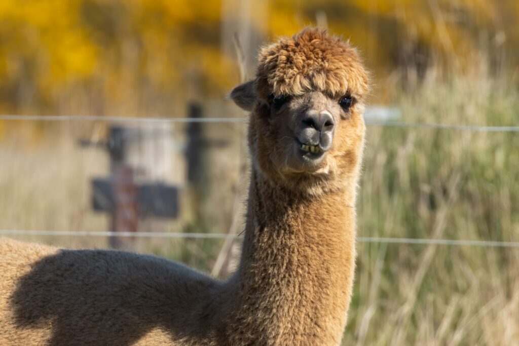 Alpaca omheining van Nieuwlandzicht.