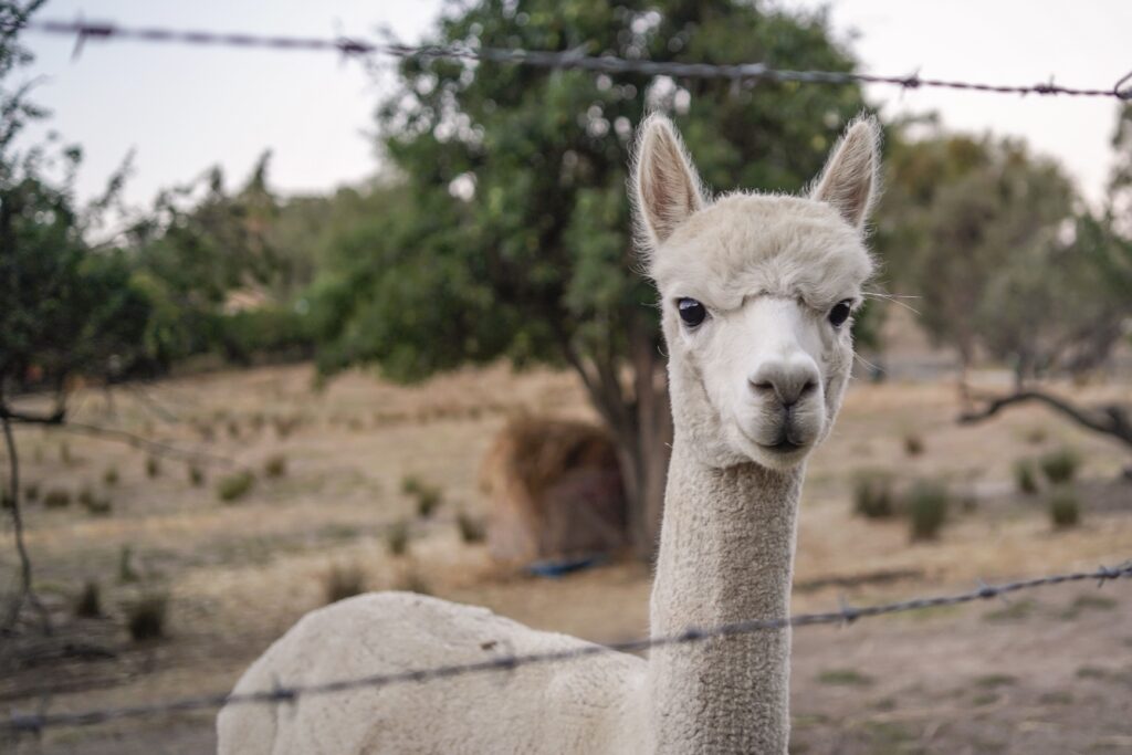 Alpaca omheining van Nieuwlandzicht.