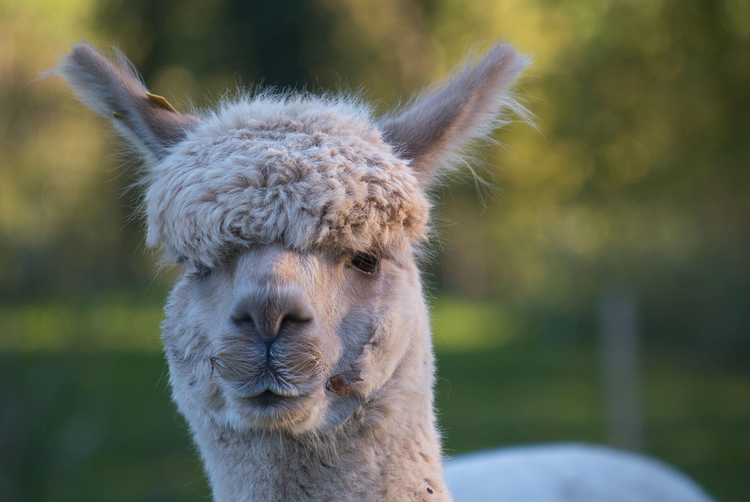 Alpaca omheining van Nieuwlandzicht.