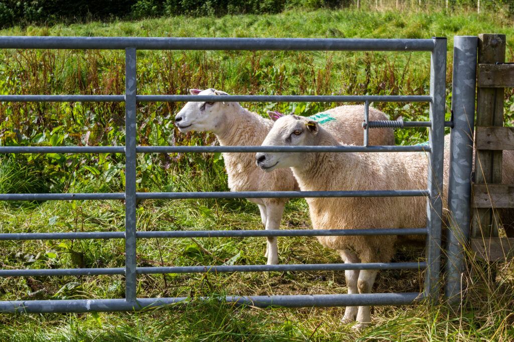Voorbeeld van onze omheining voor schapen.