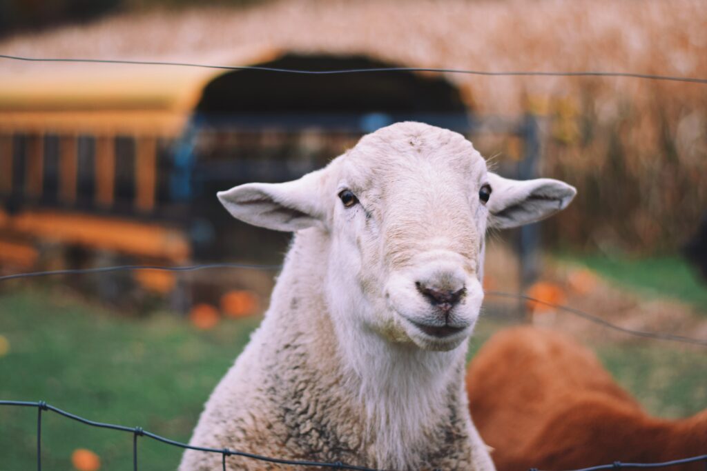Voorbeeld van onze omheining voor schapen.