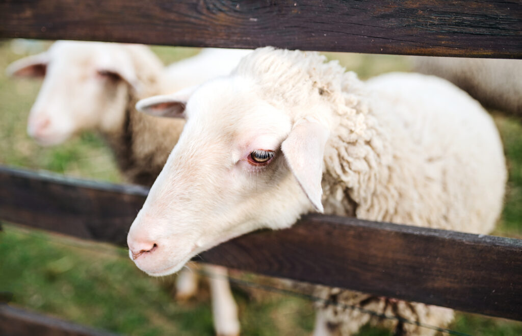 Voorbeeld van onze omheining voor schapen.