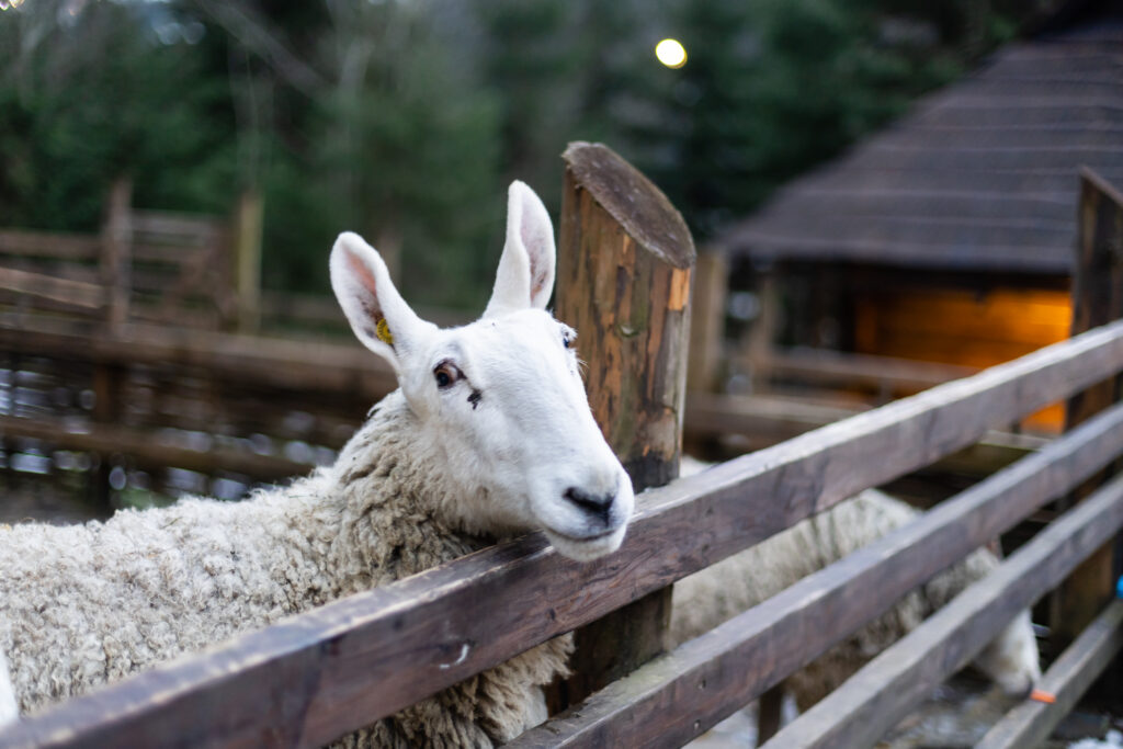 Voorbeeld van onze omheining voor schapen.