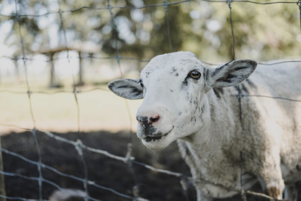 Voorbeeld van onze omheining voor schapen.