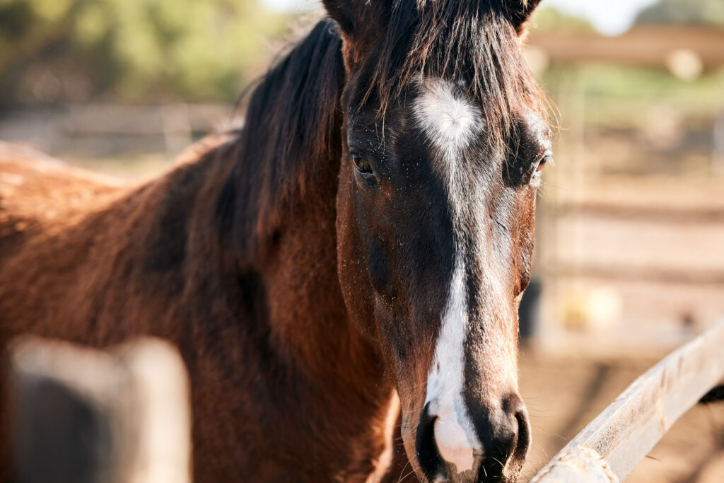 Voorbeeld van een paardenomheining.