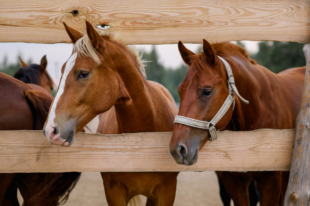 Voorbeeld van een paardenomheining.
