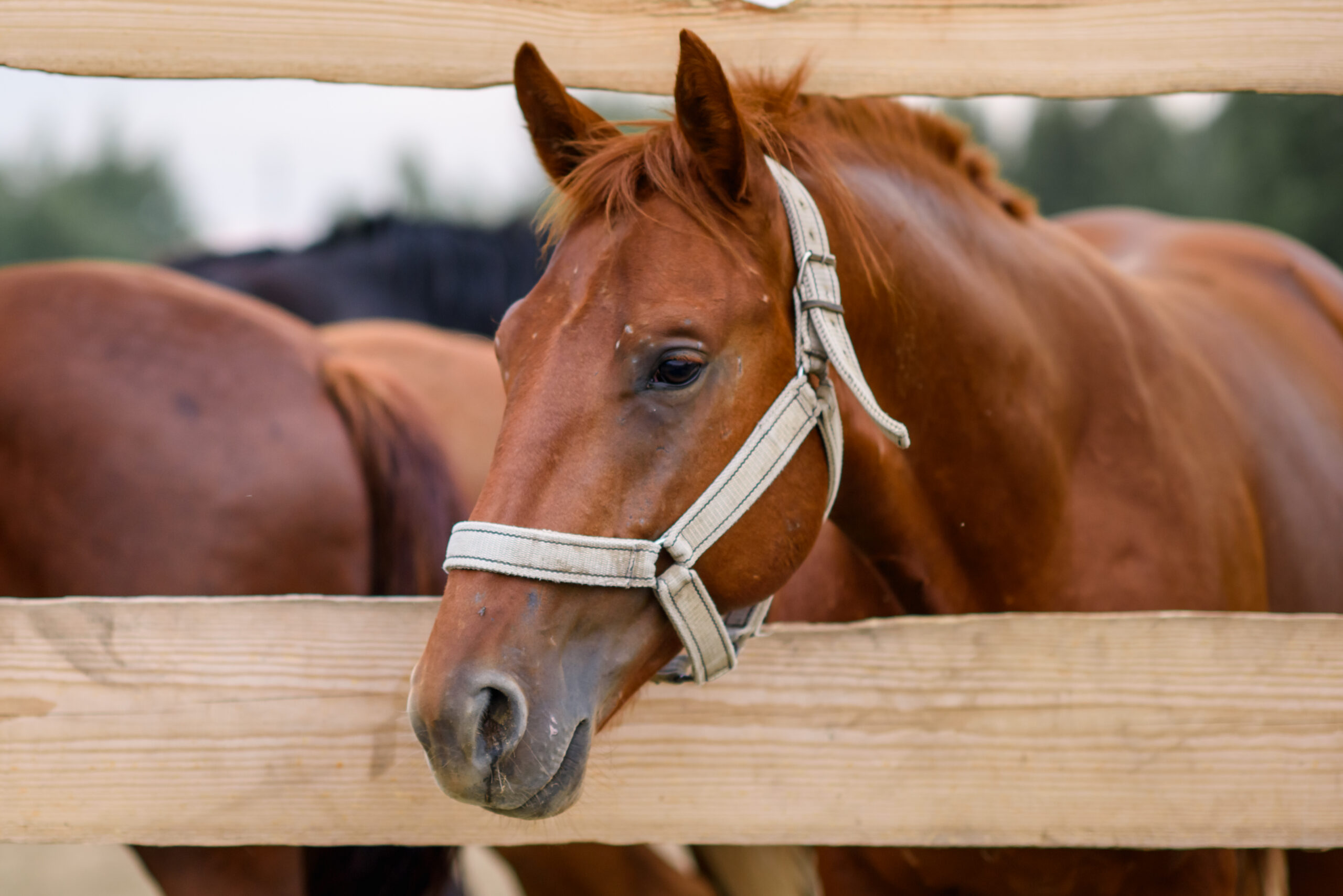 Voorbeeld van een paardenomheining.